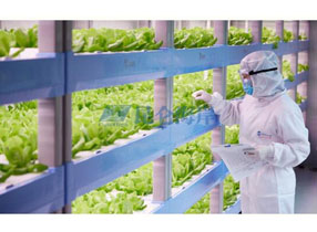 无线产品在蘑菇棚里的现场监测的应用